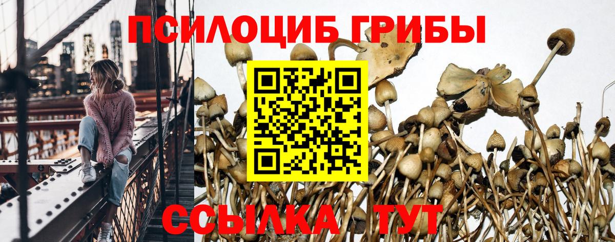 Псилоцибиновые грибы Psilocybe Коммунар